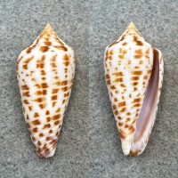 Conus stramineus 38.6mm F++ Sorsogon, Philippines