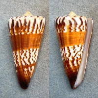 #2 Conus generalis 62.3mm F+ Laminusa, Philippines