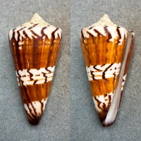 #1 Conus generalis 68.8mm F+ (Rough Lip) Laminusa, Philippines