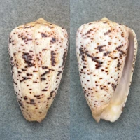 Conus zeylanicus 56.1mm F+ Sri Lanka