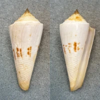 #3 Conus sieboldi 70.9mm F+ Kii, Japan