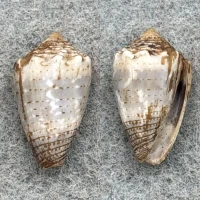#2 Conus encaustus 19.5mm F+ Tahiti