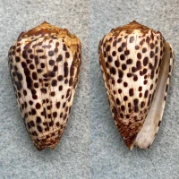 Conus vautieri 36.7mm F+ Marquesas