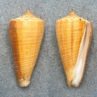 #2 Conus sulcatus 62.8mm F+ Cuyo Is. Philippines