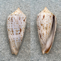 #5 Conus cinereus 39.8mm F+ Palawan, Philippines