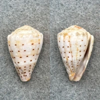 Conus abbreviatus 26.2mm F+ (Lip Chip) Hawaii