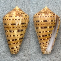 Conus genuanus 34.8mm F+ 30m Baie de Goree, Senegal