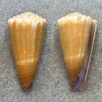 #3 Conus moreleti 45.2mm F+ (Rough Lip) Asan Point, Guam