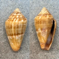 #2 Conus guinaicus 34.2mm F+ Lanzarote, Canary Islands, 1964
