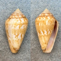 #4 Conus guinaicus 31.6mm F++ Lanzarote, Canary Islands, 1964