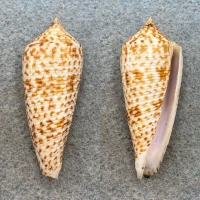 #4 Conus laterculatus 43.4mm F++ Tayabas Bay, Philippines