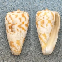 #5 Conus spectrum conspersus 24.4mm F+ Java