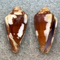 Conus exiguus cabritii 25.5mm F+ New Caledonia