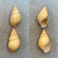 #1 Limicolaria sp. Lot 37.1-37.6mm F+ Santa Isabel, Fernando Poo, Achatinidae