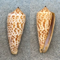 #5 Conus laterculatus 43.1mm F+ Tayabas Bay, Philippines