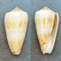 #2 Conus magus borneensis 54.5mm F+ Malawali Island, Borneo 1966