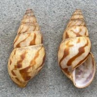 #2 Limicolaria sp. 44.4mm F+ Santa Isabel, Fernando Poo, Achatinidae