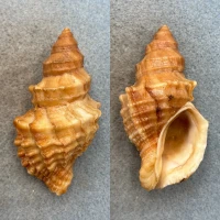 #1 Nucella lamellosa 68.7mm F++ Hales Passage, Puget Sound, Washington