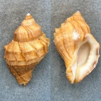 #13 Nucella lamellosa 55.1mm F+ Washington Bay, Kuiu Island, Alaska