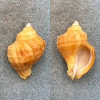 #18 Nucella lamellosa 38.2mm F++ Washington Bay, Kuiu Island, Alaska