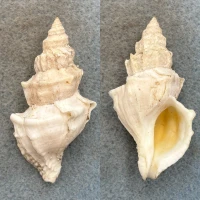 #11 Nucella lamellosa 61.6mm F+ Washington Bay, Kuiu Island, Alaska
