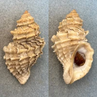 #3 Nucella lamellosa 70.7mm F+ W/O Puget Sound, Washington