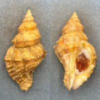 #6 Nucella lamellosa 80.8mm F+ W/O Washington Bay, Kuiu Island, Alaska