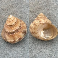 #2 Turcica monilifera 28mm F+ Japan Chilodontidae