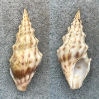 Clavus flammulatus 40.5mm F+ Cebu, Philippines Turridae