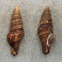 Lophiotoma polytropa 57.1mm F+ W/O Samar, Philippines Turridae