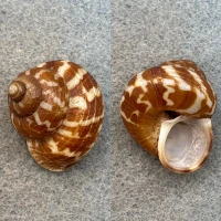 #1 Cyclophorus tigrinus 26.4mm F++ Negros Island, Philippines