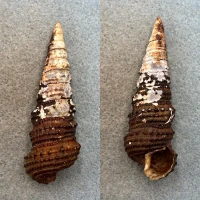#2 Tympanotonos fuscatus BIG 71.9mm F/+ Bulabemba, DR Congo Potamididae