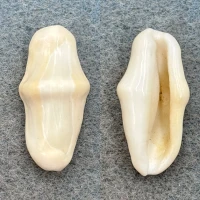 #2 Cyphoma gibbosum 27.1mm F++ Small Key Off Key Vaca, Florida