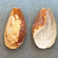 Scaphander lignarius 51.1mm F+ England