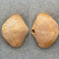 #2 Terebratalia transversa 43mm F+ Seattle, Washington