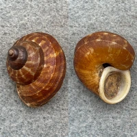 #3 Cyclophorus zebra 23.9mm F++ W/O Pangbuan, Marinduque, Philippines