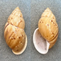 #2 Amphidromus maculiferus 57.1mm F+ Philippines