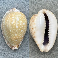 #3 Cypraea (Naria) lamarckii 27.9mm F+ Zanzibar