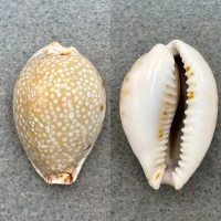 #4 Cypraea lamarckii redimita 38.1mm F North Penang, Malaysia 35' Coll. 1953
