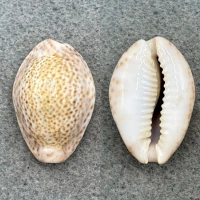 #3 Cypraea turdus winckworthi 29.1mm F Manora, Karachi By Col. Winckworth 1932