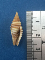 #1 Subcancilla Sulcata 24.5mm Gobernadora Island Panama 1980 Mitra