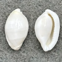 #2 Procalpurnus lacteus 18.5mm F++ Marinduque, Philippines
