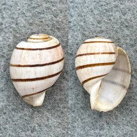 #2 Hydatina amplustre 17.6mm F+ Hawaii