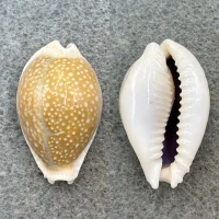 #7 Cypraea miliaris 27mm F+ Manila Bay, Philippines
