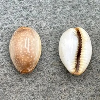 #11 Cypraea semiplota annae 13.3mm F Haiku, Hawaii