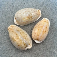 #2 Cypraea boivinii Lot 25-30mm F++ Siasi Sulu, Philippines