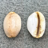#16 Cypraea semiplota annae 13.5mm F Haiku, Hawaii