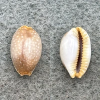 #12 Cypraea semiplota annae 13mm F Haiku, Hawaii