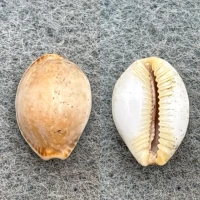 #17 Cypraea semiplota annae 12.8mm F Haiku, Hawaii