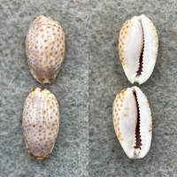 #1 Cypraea irrorata Lot 15-15.7mm F Marshall Islands